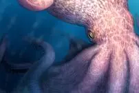 اختاپوس 19 متری که در دوران دایناسورها بر دریا حکمرانی می‌کرد