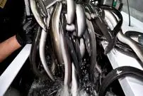 ببینید| غذای خیابانی در کره؛ میگو و مارماهی کبابی در سئول