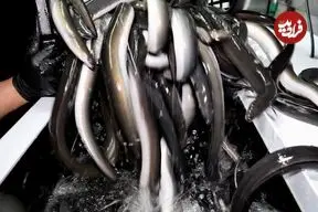 ببینید| غذای خیابانی در کره؛ میگو و مارماهی کبابی در سئول