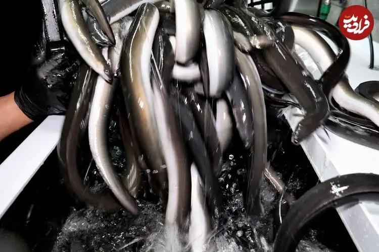 ببینید| غذای خیابانی در کره؛ میگو و مارماهی کبابی در سئول