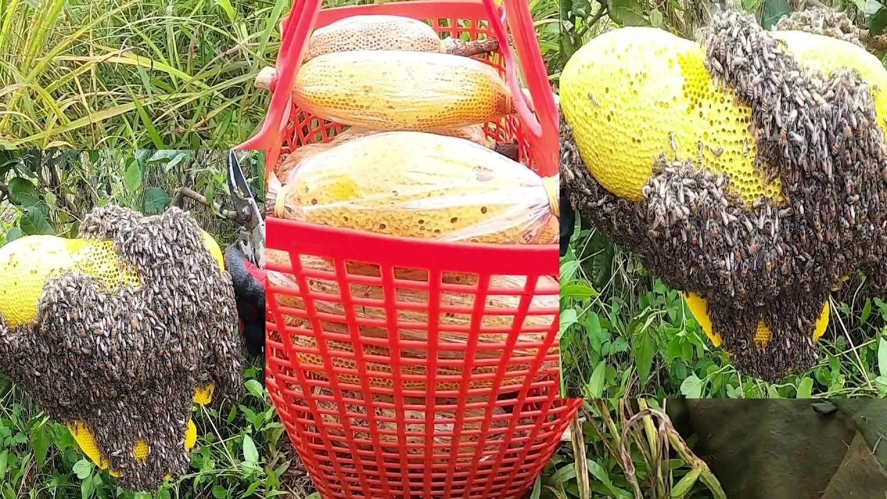 (ویدئو) ببینید بزرگترین شکارچی عسل وحشی در ویتنام چگونه یک سبد عسل برداشت می کند
