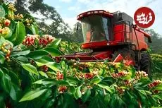 ببینید| چگونه اندونزیایی ها صدها کیلو گیاه دارویی میخک صدپر را برداشت می کنند؟