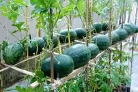 (ویدئو) چگونه بدون نیاز به باغ، در پشت بام خانه هندوانه کشت و برداشت کنیم؟