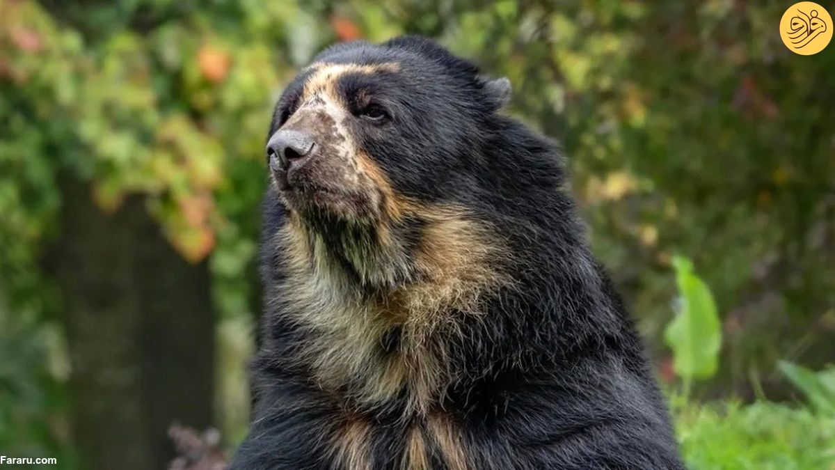(ویدئو) تلاش مسئولان یک باغ وحش برای نجات خرس کمیاب آند از انقراض