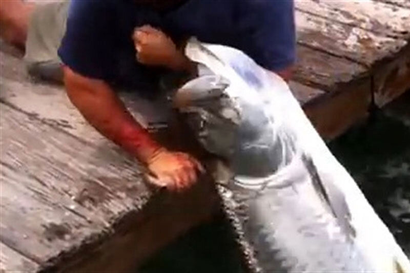 (ویدیو) بلعیده شدن دست ماهیگیر توسط ماهی غول پیکر!