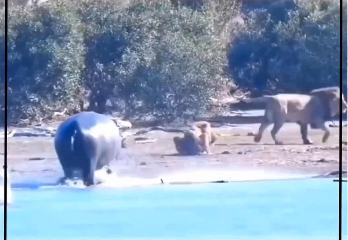(ویدیو) نجات جان شیر تنها توسط اسب آبی