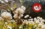 از افزایش تولید عسل تا نجات زنجیره تولید غذای جهان | هوش مصنوعی وارد دنیای زنبورها شد