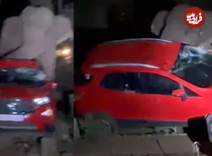 ببینید| فیل در جستجوی انبه یک خودرو را واژگون کرد