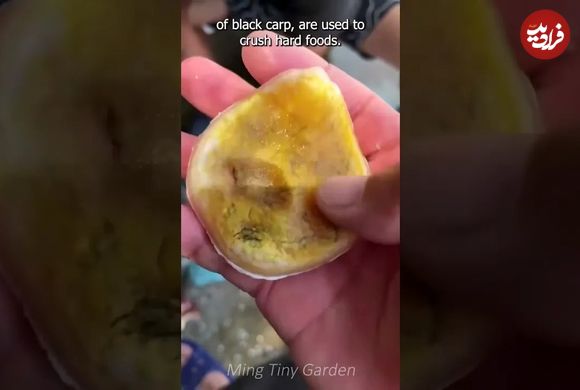 (ویدئو) بیرون کشیدن سنگ زینتی و شگفت انگیز از سر ماهی کپور سیاه 