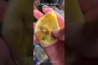 (ویدئو) بیرون کشیدن سنگ زینتی و شگفت انگیز از سر ماهی کپور سیاه 