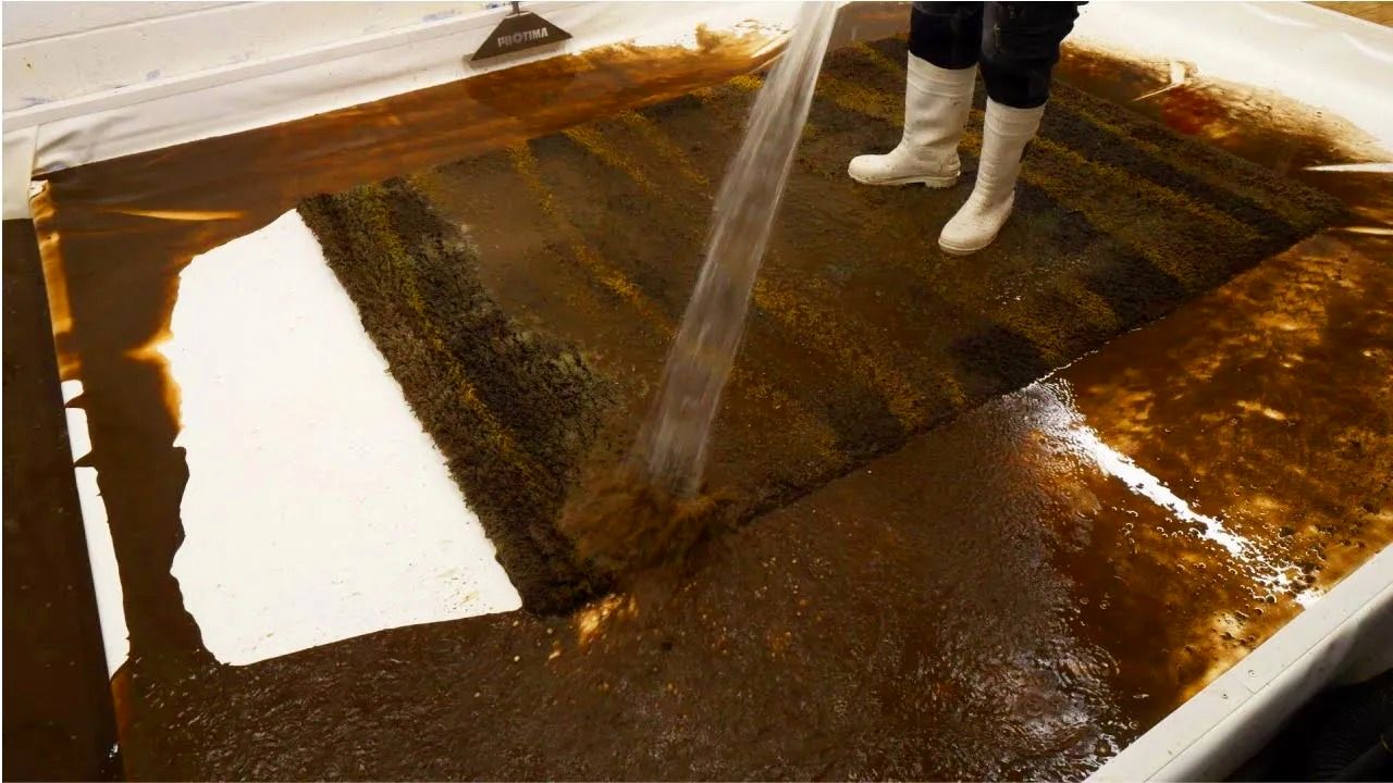 (ویدئو) شست و شوی حیرت انگیز یک فرش فوق کثیف با هزینه 5 میلیون تومان
