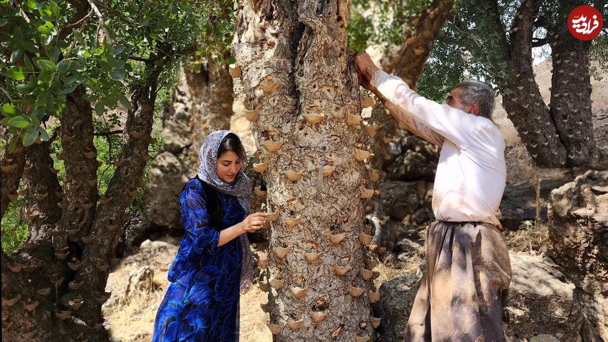 (ویدئو) برداشت سقز از درخت ون؛ پخت تماشایی غذا توسط خانواده روستایی در کردستان