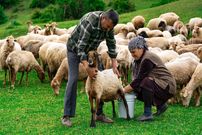 (ویدئو) پخت نان، دوشیدن شیر میش و درست کردن پنیر توسط بانوی روستایی آذربایجانی