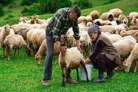 (ویدئو) پخت نان، دوشیدن شیر میش و درست کردن پنیر توسط بانوی روستایی آذربایجانی