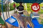 ببینید؛ برش زدن و پاک کردن مارماهی 5 کیلوگرمی توسط ماهی فروش سریلانکایی