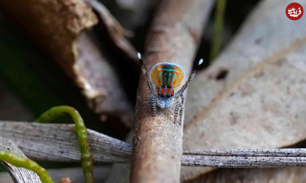 «عنکبوت طاووسی»؛ رقصندۀ رنگارنگ دنیای حشرات