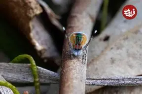 «عنکبوت طاووسی»؛ رقصندۀ رنگارنگ دنیای حشرات