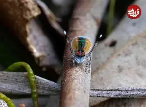 «عنکبوت طاووسی»؛ رقصندۀ رنگارنگ دنیای حشرات