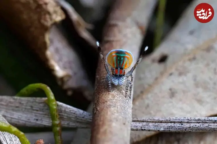 «عنکبوت طاووسی»؛ رقصندۀ رنگارنگ دنیای حشرات