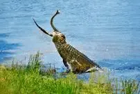 ببینید| تلاش های مار پیتون برای فرار از دست کروکودیل گرسنه