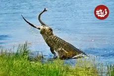 ببینید| تلاش های مار پیتون برای فرار از دست کروکودیل گرسنه