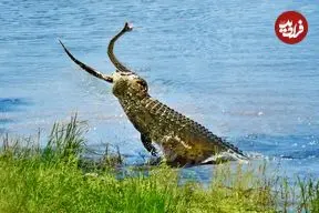 ببینید| تلاش های مار پیتون برای فرار از دست کروکودیل گرسنه