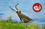 ببینید| تلاش های مار پیتون برای فرار از دست کروکودیل گرسنه