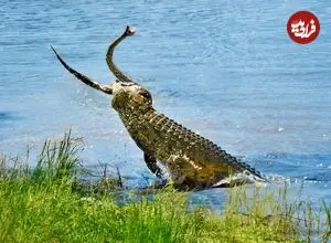 ببینید| تلاش های مار پیتون برای فرار از دست کروکودیل گرسنه