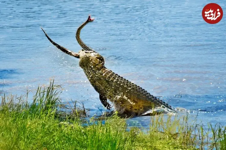 ببینید| تلاش های مار پیتون برای فرار از دست کروکودیل گرسنه