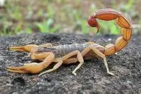 ( ویدیو) رونمایی از خطرناکترین عقرب دنیا در ایران
