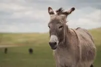  سقوط وحشتناک الاغ بیچاره از سینه‌کش کوه!