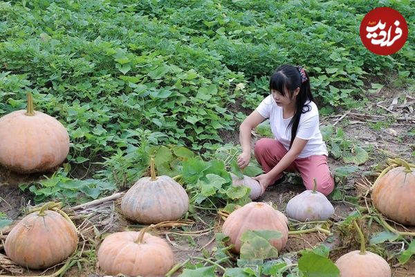 (ویدئو) برداشت کدو تنبل در مزرعه و پخت یک غذا با آن توسط دختر روستایی هنگ کنگی