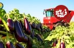 ببینید؛ مراحل دیدنی کاشت، برداشت و فرآوری صدها تن بادمجان در گلخانه 