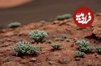 این گیاه توانست در «شرایط مریخی» زنده بماند