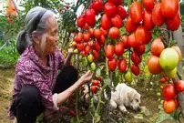 ببینید| غذای روستایی در چین؛ برداشت گوجه از مزرعه و تهیه سس کچاپ با آن