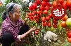 ببینید| غذای روستایی در چین؛ برداشت گوجه از مزرعه و تهیه سس کچاپ با آن