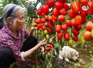 ببینید| غذای روستایی در چین؛ برداشت گوجه از مزرعه و تهیه سس کچاپ با آن