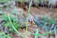 ماجرای کشف یک گیاه جدید در طبیعت کردستان