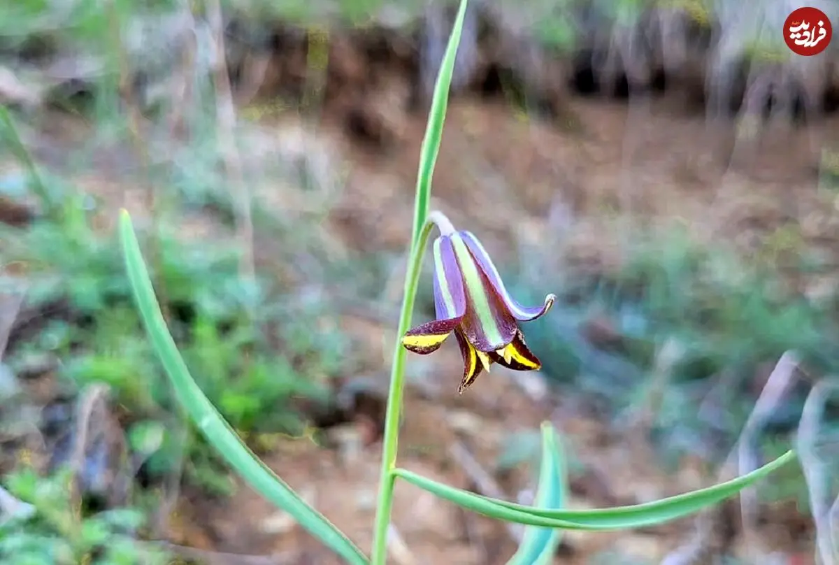 ماجرای کشف یک گیاه جدید در طبیعت کردستان