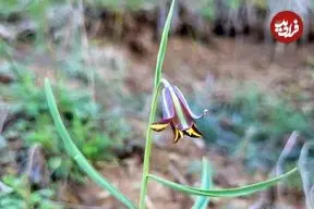 ماجرای کشف یک گیاه جدید در طبیعت کردستان