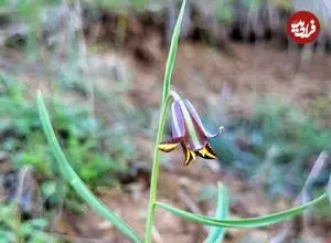 ماجرای کشف یک گیاه جدید در طبیعت کردستان