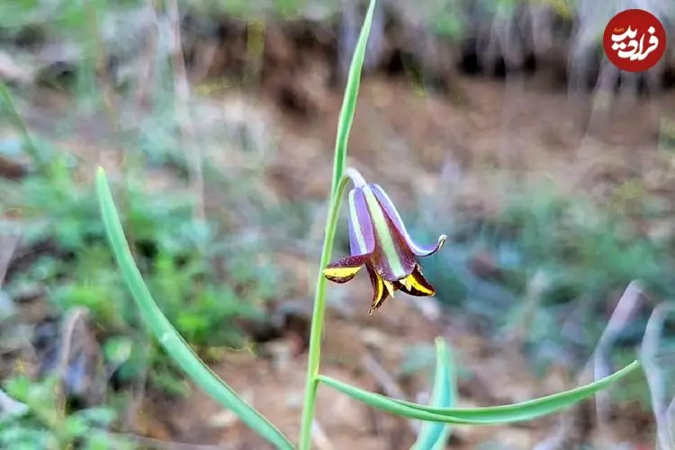 ماجرای کشف یک گیاه جدید در طبیعت کردستان