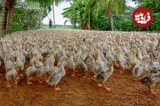 (ویدئو) ببینید این خانواده ویتنامی چگونه 100 هزار اردک محلی را پرورش می دهند