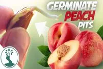 (ویدئو) یک روش حرفه ای و سریع برای کاشت درخت هلو در خانه از طریق هسته