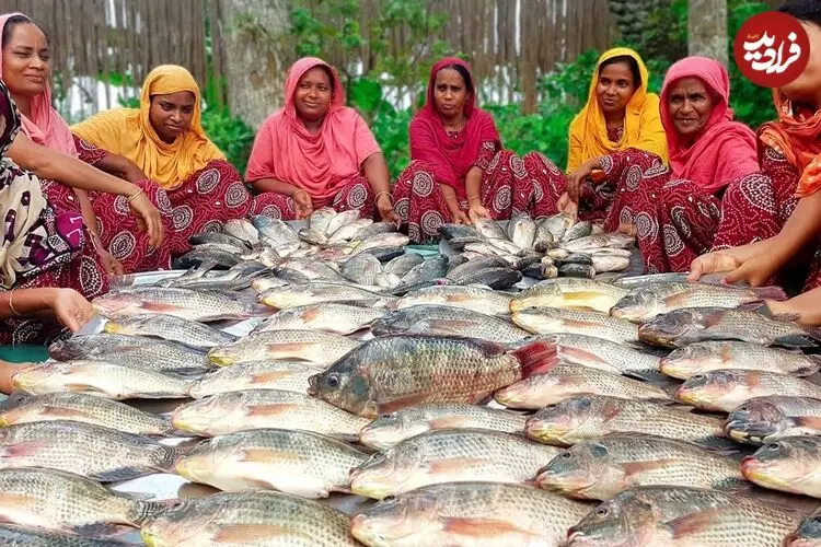 ببینید| غذای روستایی در بنگلادش؛ پخت یک غذای محلی با 70 کیلوگرم ماهی تیلاپیا