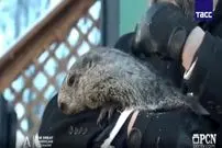 ببینید| پیش‌بینی موش مشهور آمریکایی؛ بهار امسال دیرتر از راه می‌رسد 