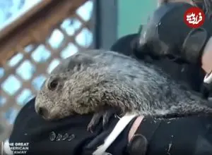 ببینید| پیش‌بینی موش مشهور آمریکایی؛ بهار امسال دیرتر از راه می‌رسد 