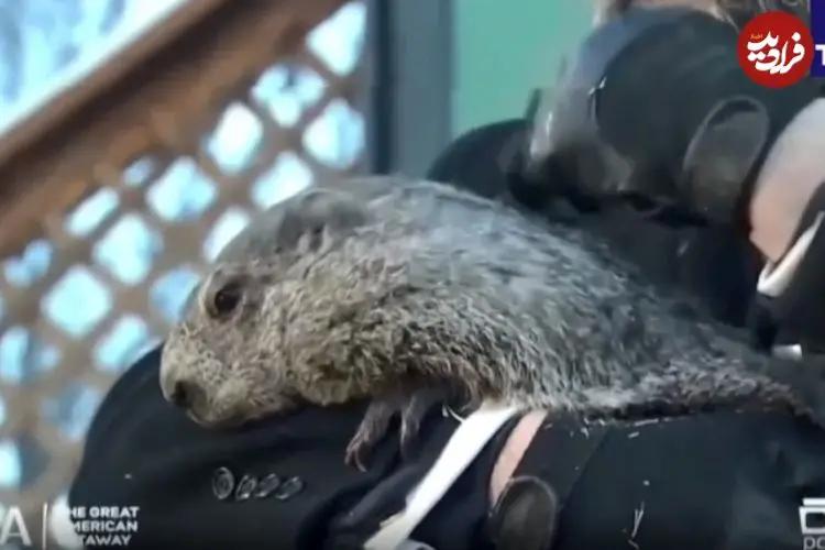 ببینید| پیش‌بینی موش مشهور آمریکایی؛ بهار امسال دیرتر از راه می‌رسد 