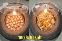 (ویدئو) چگونه لاستیک را با کمک لامپ به دستگاه جوجه کشی 33 عددی تبدیل کنیم؟