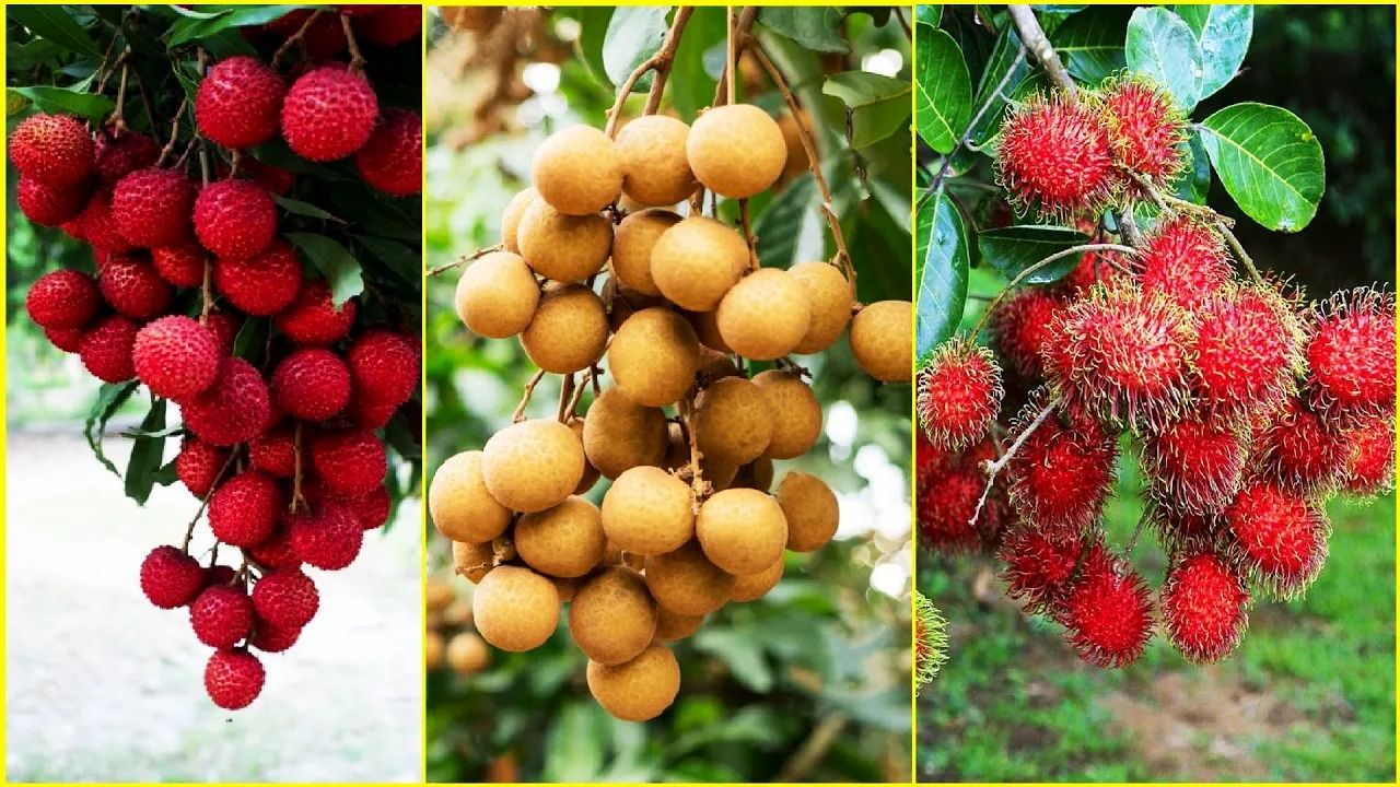(ویدئو) مراحل برداشت و بسته بندی صدها تن میوه گرمسیری؛ از لیچی و لونگان تا رامبوتان 